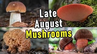 Mushroom Hunting - August 29th 2024 - Bonus Spore Prints  Funghi Porcini  Cèpe  Cep  Steinpilz