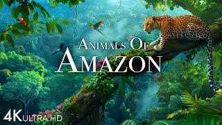 Animals of Amazon 4K - Animals That Call The Jungle Home  Amazon Rainforest Scenic Relaxation Film