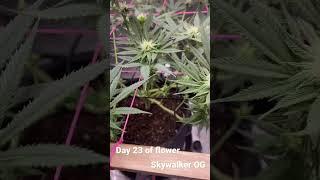 Skywalker OG Day 23 of Flower By ILGM