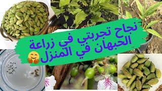 ازرع حبهان أو هيل من البذور في بيتك بدل ما تشتريه   How to grow cardamom