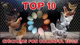 10 Best Chickens for Colorful Eggs  Chicken Laying Breeds