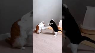 funny cats  episode 322 #shorts