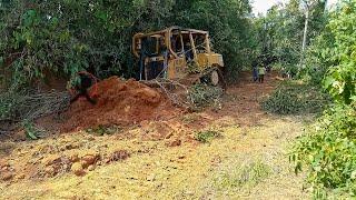 Amazing CAT D6R XL bulldozer operator clearing a plantation road filled with bushes