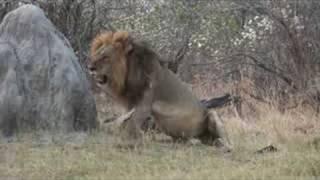 Male Lion with Full Belly