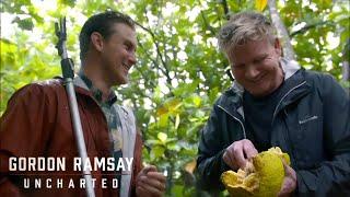 Exploring the Mystery of Breadfruit  Gordon Ramsay Uncharted