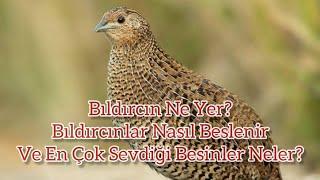 Bıldırcın Ne Yer? Bıldırcınlar Nasıl Beslenir Ve En Çok Sevdiği Besinler Neler?