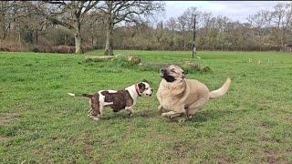 Aslan and Pandora Joyful Playtime in the Field