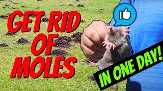 How to Quickly Catch a MOLE in One Day  Easy with NO TRAPS