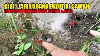 PERHATIAN️Ini ciri-ciri lubang belut di sawah dan perbedaan dengan lubang kepiting dan ular