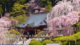 The weeping cherry trees in full bloom at Kuonji Temple on Mt. Minobu were breathtaking