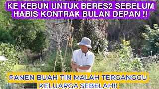 KE KEBUN DAN BERES2 SEBELUM KONTRAK HABIS BEBERAPA MINGGU LAGI  PANEN BUAH TIN MALAH TERGANGGU 