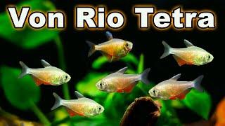 Von Rio Tetra Care and Breeding A Great Addition to Your Community Tank