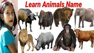 CUTE ANIMALS Video Tiger Lion Horse Cat  Learn Animals Name  Animals Video  #Animals 