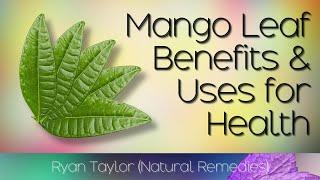 Mango Leaves Benefits and Uses