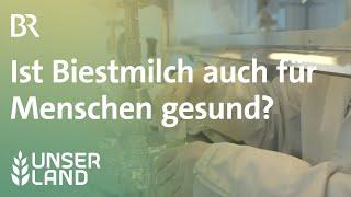 Biestmilch Ist Kolostrum von Kühen auch für Menschen gesund?  Unser Land  BR Fernsehen