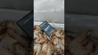 Price fresh sea food in Turkey #seafood  #expensive #shortvideo