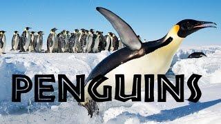 All About Penguins for Kids Penguins of the World for Children - FreeSchool