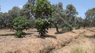 We struck WATER And an update on the Paulownia trees at CT02