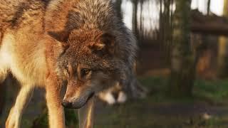 Wolf Animal Mammal Nature Wild Predator Wolves