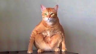 Kucing Oren Si Tukang Rusuh  Orange Cats Meow  #funny #funnyanimals #cat #kucing #kucinglucu