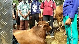 SAPI LIMOUSIN TIBA-TIBA AMBRUK DI PASAR GORANG GARENG MAGETAN