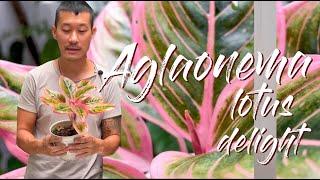 Aglaonema Lotus Delight Care Tips and Propagation - With Sad Updates I Almost Killed Them All