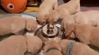 4 weeks old puppies drinking milk from a bowl for the first time