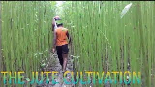 Jute cultivation