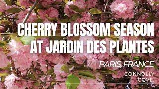 Cherry Blossom Season At Jardin des Plantes  Paris  France  Things To Do In Paris
