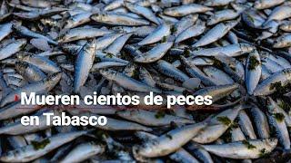 ¿Qué lo habrá provocado?  Cientos de peces aparecen muertos en el Río Seco #Tabasco