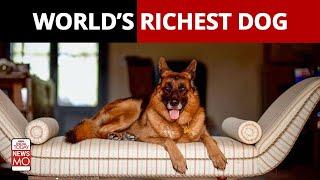 Heres a look at the life of the worlds richest dog