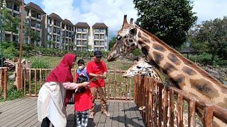 Serunya menginap di BAOBAB safari resort