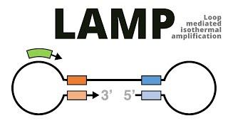 Loop mediated isothermal amplification LAMP protocol explained