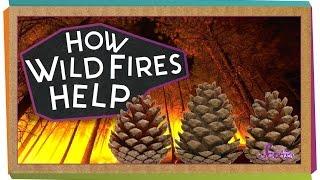 How Wildfires Help  Science for Kids