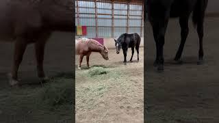 True friends ️Pony and foal