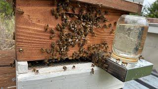 Weekly maintenance check of hives 09242023