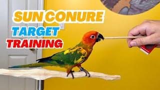 Sun Conure Target Training – Second Week Together