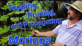 Topping Pruning and Propagating Moringa