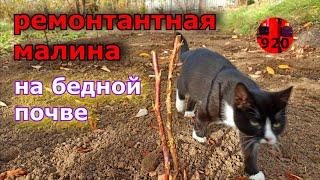 Как посадить малинуОсенняя посадкаНа бедной почве