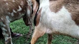 Goat mating Female Goat