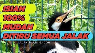 JALAK SUREN GACOR FULL ISIAN paling masuk buat PANCINGAN MASTERAN semua BURUNG JALAK #5