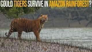 Could Tigers Survive In Amazon Rainforest?