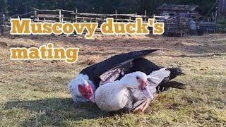 Muscovy duck s mating