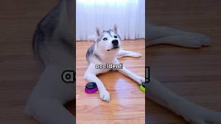 Husky Doesnt Want to Answer Talking Button Questions and Calls Me Annoying