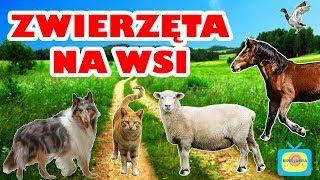 Zwierzęta na wsi - Nauka zwierząt dla dzieci po polsku - Odgłosy zwierząt - Farma
