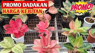 PROMO DADAKAN‼️ Aglonema Harga Kejutan Jangan diskip  540