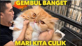 KUCING PERSIA LUCU BANGET JADI PENGEN BAWA PULANG