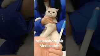 #britishshorthair #cat medication 브리티시숏헤어 고양이 약 먹이는 방법