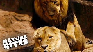 Its Mating Time For The Lions At The Zoo  The Secret Life Of The Zoo  Nature Bites
