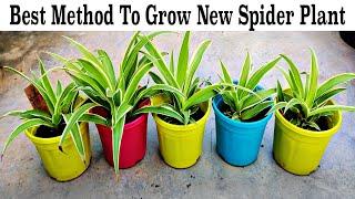 Indoor Plant - How To Propagate New Spider Plants Free of Cost